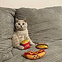 animal, cat, couch, cozy, curious, cute, domestic, fries_toy, furry, gray_couch, hotdog_toy, indoor, kitten, pet, playful, plush_toy, sandwich_toy, seated, soft_texture, toy
