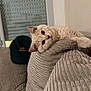 Archie participe au concours pour gagner de l'argent avec cette photo : cat, indoor, couch, furniture, window, cap, pet, cream_color, fluffy, relaxed, curious, cozy, home, ribbed_texture, sideways_glance, animal, domestic, resting, soft, comfortable