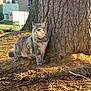Sisi is registered to the contest to win money with this photo: alert, animal, building, cat, curious, daylight, fur, grass, gray_cat, green_eyes, ground, mailbox, mammal, nature, outdoor, pet, suburb, sunlight, tree, whiskers
