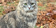 Sisi is registered to the contest to win money with this photo: animal, autumn, calm, cat, close_up, cute, fall, fur, grass, green_eyes, grey_tabby, ground, leaves, mammal, nature, outdoor, pet, portrait, sitting, whiskers