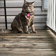Sisi joined the competition — help win amazing prizes! animal, calm, cat, collar, domestic_animal, feline, fur, gray_cat, house, looking, outdoor, pet, porch, quiet, railing, side_siding, sitting, tabby, tag, wood_floor