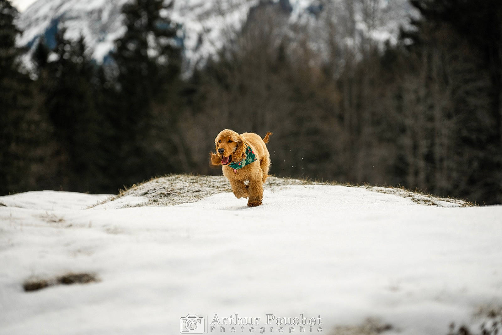Umi a rejoint le concours — aidez-le/la à gagner de superbes lots ! canidae, carnivore, companion_dog, dog, dog_breed, fawn, freezing, landscape, mountain, plant, recreation, slope, snout, snow, sporting_group, toy, tree, winter, wood, working_animal