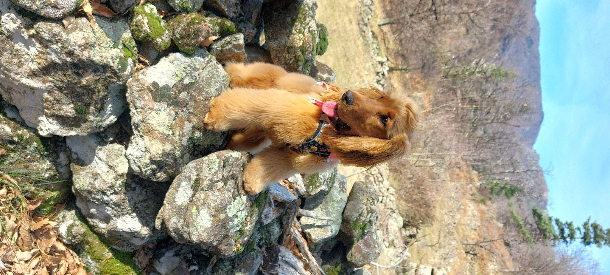 Umi a rejoint le concours — aidez-le/la à gagner de superbes lots ! adventure, bedrock, canidae, carnivore, companion_dog, dog, dog_breed, fawn, liver, outcrop, plant, rock, soil, sporting_group, terrestrial_animal, wildlife