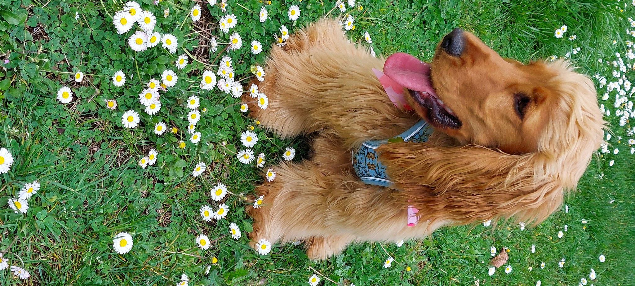 Umi participe au concours pour gagner de l'argent avec cette photo : annual_plant, carnivore, collar, companion_dog, dog, dog_breed, dog_collar, dog_supply, flower, fur, grass, groundcover, gun_dog, liver, people_in_nature, pet_supply, petal, plant, retriever, working_animal