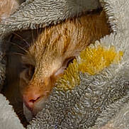 Ginger is registered to the contest to win money with this photo: cat, orange_tabby, sleeping, close_up, blanket, soft_texture, cozy, fur, whiskers, pet, indoors, resting, warm, comfort, animal, cute, feline, face, nose, eye