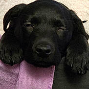 Nova is registered to the contest to win money with this photo: puppy, dog, black_dog, sleepy, resting, paws, close_up, purple_cloth, cozy, soft_texture, indoors, pet, animal, cute, nap, young_dog, fur, adorable, relaxed, background