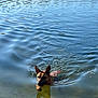 dog, water, swimming, lake, animal, pet, outdoor, nature, canine, ears, reflection, ripples, sunlight, collar, focused, brown, calm, daylight, muzzle, wet