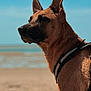 dog, canine, beach, sand, sky, harness, outdoor, animal, portrait, alert, brown_fur, side_view, daylight, nature, pet, mammal, closeup, serious, ears, watchful