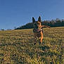 dog, grass, field, outdoor, blue_sky, sunlight, nature, running, happy, canine, animal, daylight, playful, pet, trees, landscape, sky, muzzle, ears, leisure