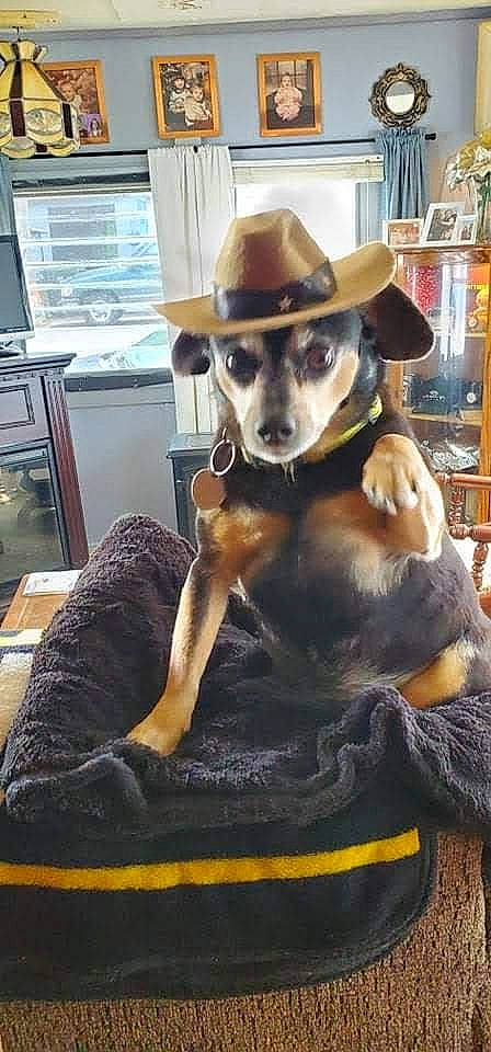 Ziggystardust is registered to the contest to win money with this photo: art, carnivore, collar, comfort, companion_dog, costume_hat, dog, dog_breed, eyewear, fashion_accessory, fawn, fur, hat, liver, pet_supply, snout, toy_dog, whiskers, window, working_animal