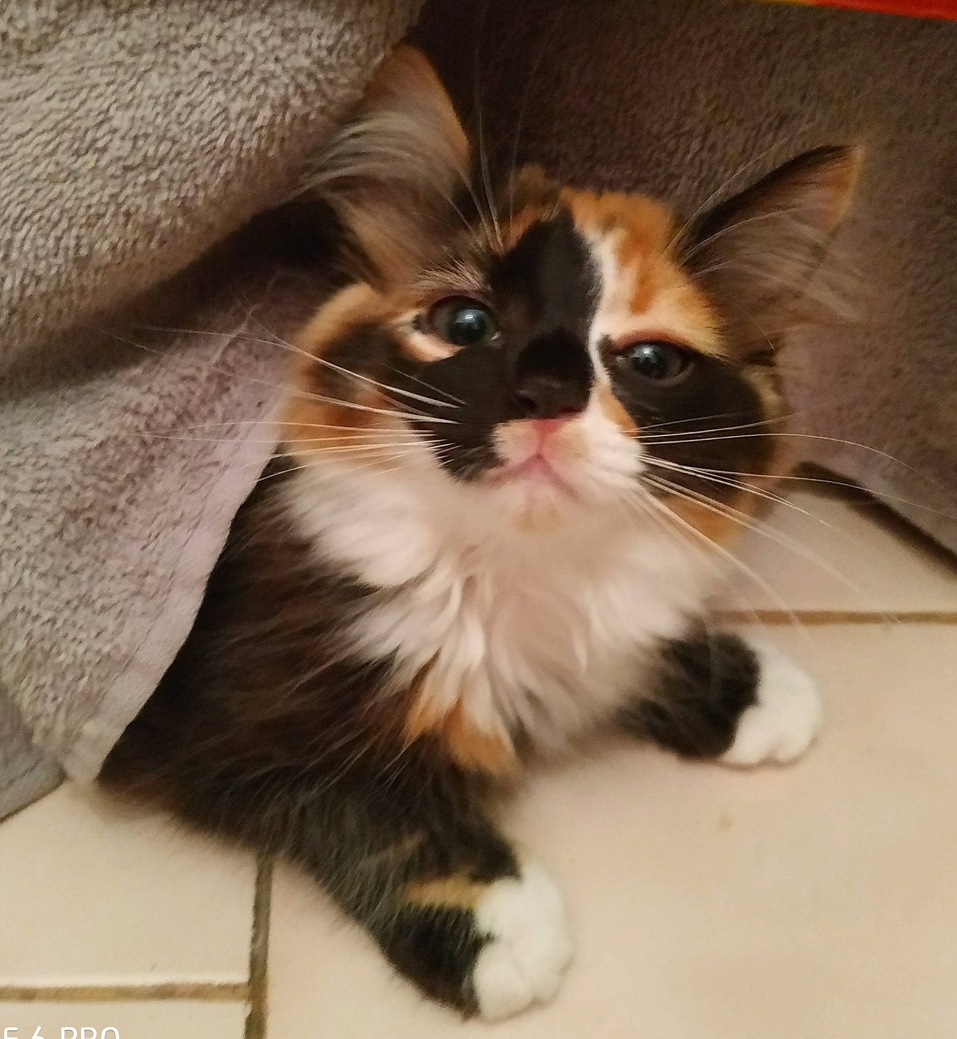 Ness participe au concours pour gagner de l'argent avec cette photo : carnivore, cat, ear, fawn, felidae, fur, kitten, maine_coon, mammal, norwegian_forest_cat, photo_caption, small_to_medium_sized_cats, vertebrate, whiskers