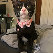 Jerma is registered to the contest to win money with this photo: cat, black_and_white_cat, bowtie, collar, pet, indoor, bed, blanket, sock, feline, whiskers, cute, alert, domestic_cat, pink, plaid, soft, cozy, fur, animal