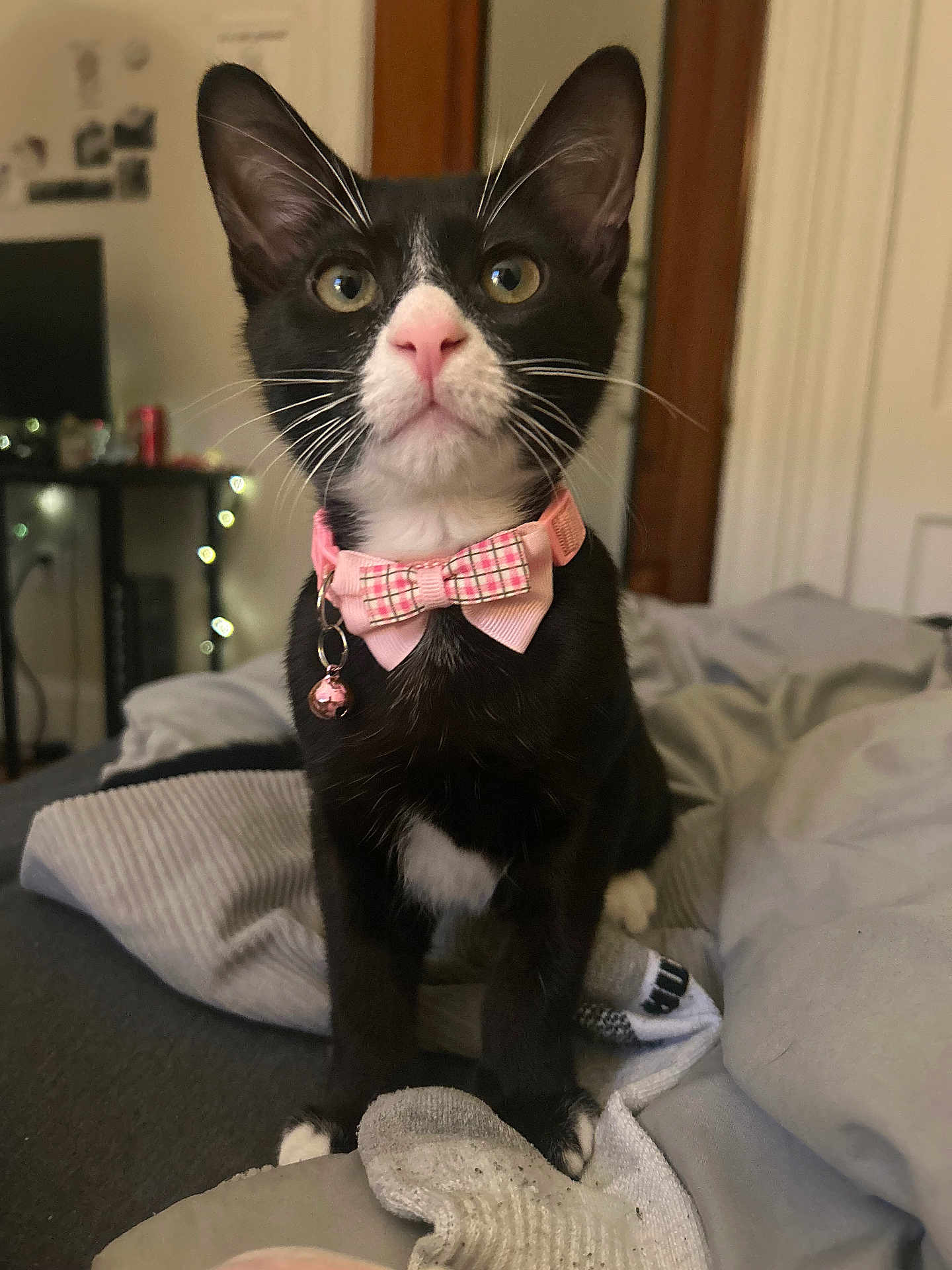 Jerma is registered to the contest to win money with this photo: cat, black_and_white_cat, bowtie, collar, pet, indoor, bed, blanket, sock, feline, whiskers, cute, alert, domestic_cat, pink, plaid, soft, cozy, fur, animal