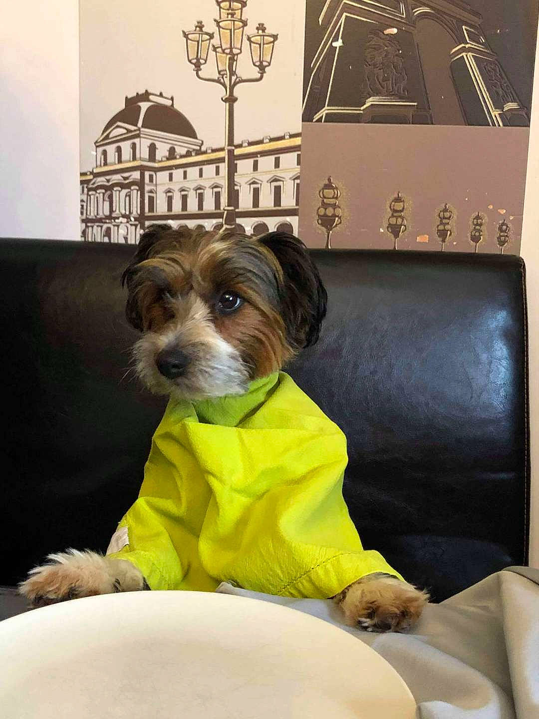 Poggy