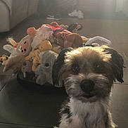 Poggy a rejoint le concours — aidez-le/la à gagner de superbes lots ! dog, puppy, stuffed_toys, basket, indoor, floor, couch, blanket, door, light, shadow, pet, fur, small_dog, toy_collection, home, animal, curious, looking_up, portrait