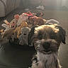 dog, puppy, stuffed_toys, basket, indoor, floor, couch, blanket, door, light, shadow, pet, fur, small_dog, toy_collection, home, animal, curious, looking_up, portrait