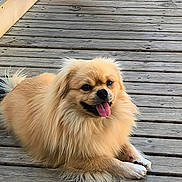 Oslo a rejoint le concours — aidez-le/la à gagner de superbes lots ! dog, fluffy, tongue_out, wooden_deck, outdoor, pet, canine, happy, smiling, fur, paws, relaxed, sunlight, animal, companion, cute, friendly, domestic, lying_down, nature