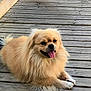 dog, fluffy, tongue_out, wooden_deck, outdoor, pet, canine, happy, smiling, fur, paws, relaxed, sunlight, animal, companion, cute, friendly, domestic, lying_down, nature