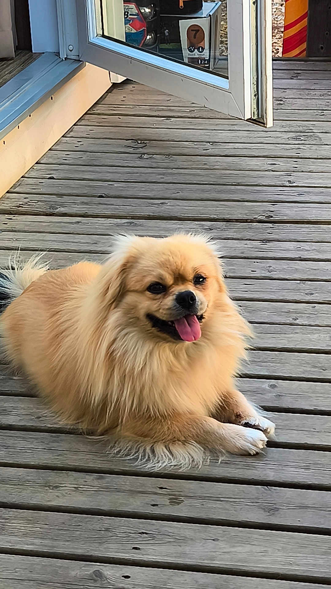 Oslo a rejoint le concours — aidez-le/la à gagner de superbes lots ! dog, fluffy, tongue_out, wooden_deck, outdoor, pet, canine, happy, smiling, fur, paws, relaxed, sunlight, animal, companion, cute, friendly, domestic, lying_down, nature