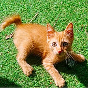 Kyo a rejoint le concours — aidez-le/la à gagner de superbes lots ! animal, cat, curious, cute, ears, feline, fur, grass, kitten, nature, orange_cat, outdoor, paw, pet, playful, small, sunlight, tail, whiskers, young