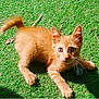 animal, cat, curious, cute, ears, feline, fur, grass, kitten, nature, orange_cat, outdoor, paw, pet, playful, small, sunlight, tail, whiskers, young