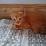 Kyo a rejoint le concours — aidez-le/la à gagner de superbes lots ! animal, bed, bedspread, blue_eyes, cat, curious, cute, feline, fur, indoor, kitten, lying_down, orange_cat, patterned_bedspread, pet, resting, small, whiskers, wooden_headboard, young
