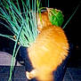 animal, black_pot, cat, close_up, curious, dark_background, exploring, feline, fur, green_leaves, leaf, nature, night, orange_cat, outdoor, pet, plant, pot, potted_plant, stem