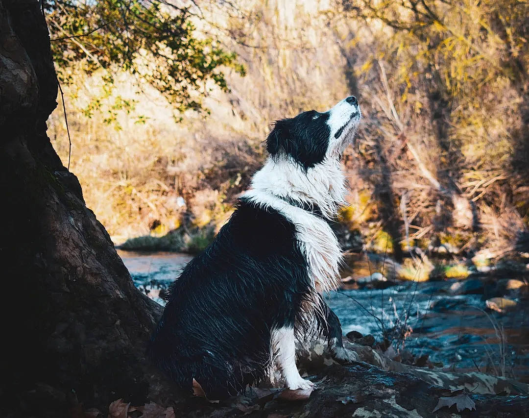 Rider a rejoint le concours — aidez-le/la à gagner de superbes lots ! canidae, carnivore, companion_dog, dog, dog_breed, herding_dog, landscape, landseer, plant, recreation, rock, sporting_group, stream, tail, tree, trunk, walking, water, watercourse, wilderness