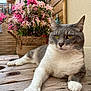 cat, gray_and_white, relaxed, wooden_table, flowers, pink_flowers, wicker_basket, outdoor, plant, pet, feline, closeup, resting, domestic_animal, nature, garden, wood, leisure, portrait, animal