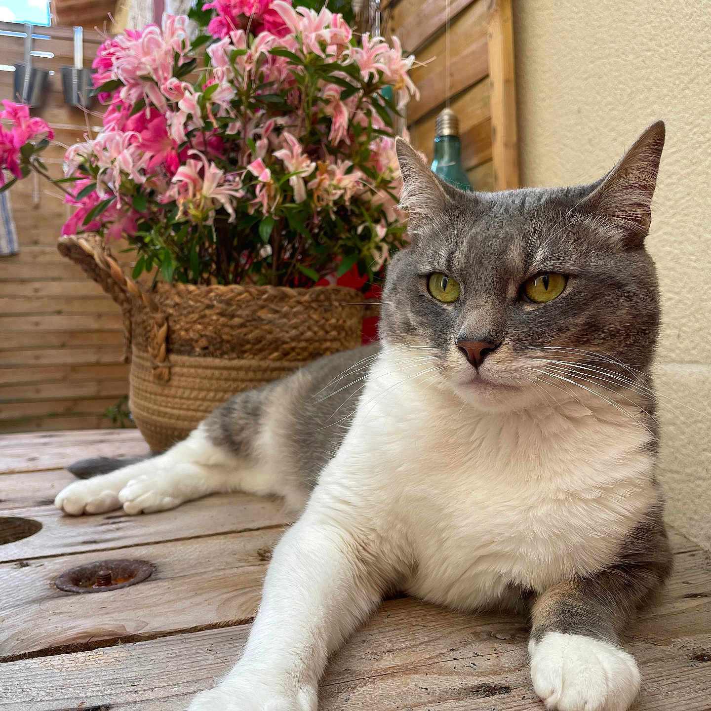 Simba a rejoint le concours — aidez-le/la à gagner de superbes lots ! animal, cat, closeup, domestic_animal, feline, flowers, garden, gray_and_white, leisure, nature, outdoor, pet, pink_flowers, plant, portrait, relaxed, resting, wicker_basket, wood, wooden_table