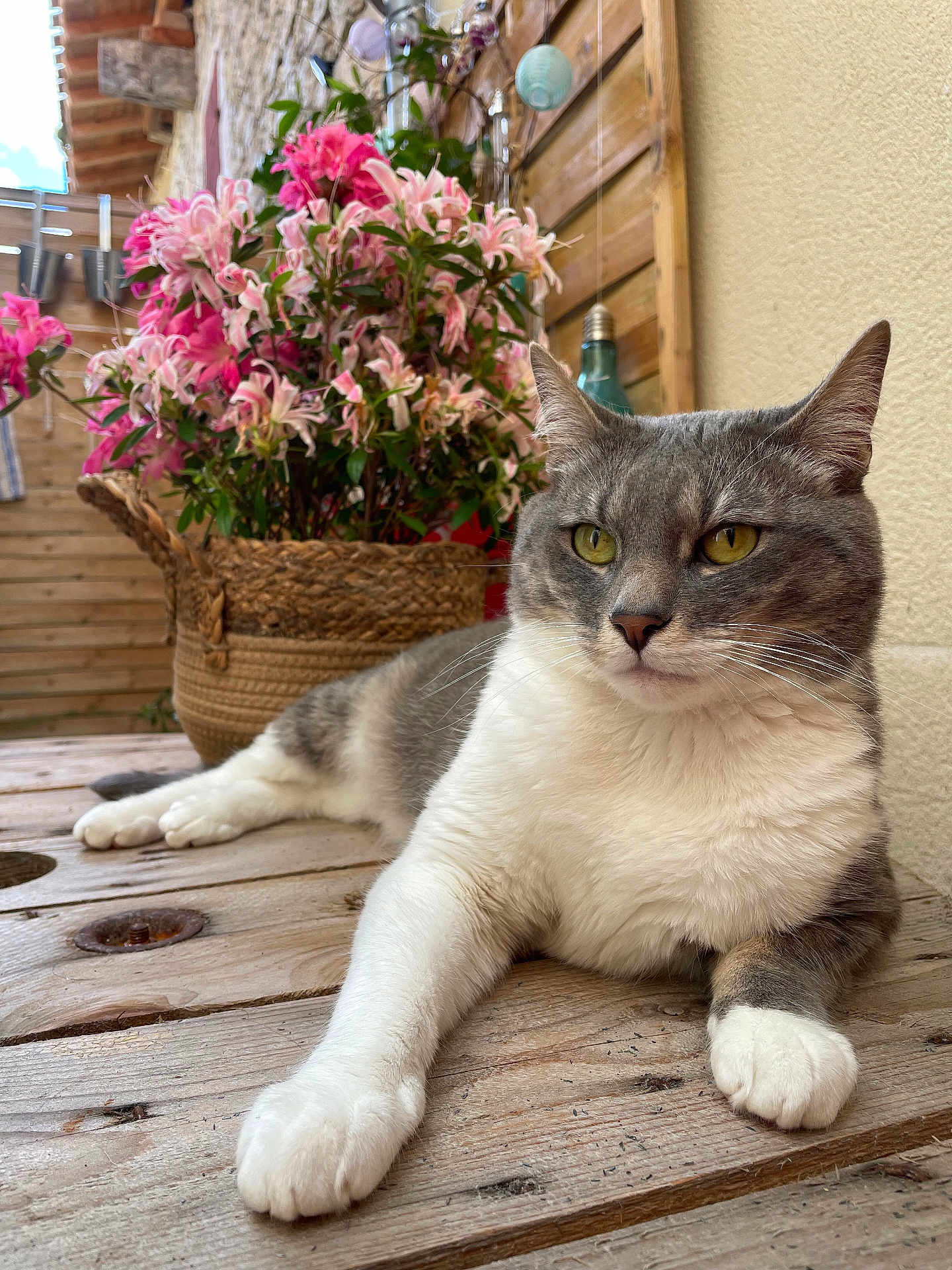 Simba a rejoint le concours — aidez-le/la à gagner de superbes lots ! cat, gray_and_white, relaxed, wooden_table, flowers, pink_flowers, wicker_basket, outdoor, plant, pet, feline, closeup, resting, domestic_animal, nature, garden, wood, leisure, portrait, animal