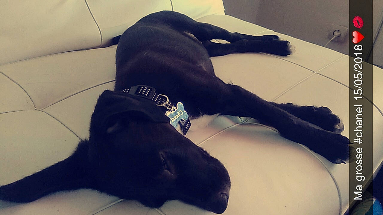 Lichty participe au concours pour gagner de l'argent avec cette photo : black, canidae, carnivore, companion_dog, dog, dog_breed, flat_coated_retriever, floor, guard_dog, labrador_retriever, leg, nap, patterdale_terrier, retriever, sitting, sleep, sporting_group, tail