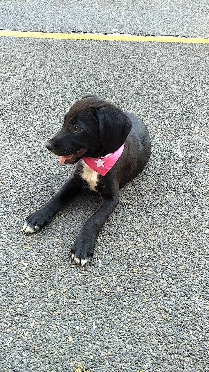 Lichty participe au concours pour gagner de l'argent avec cette photo : beagador, canidae, carnivore, dog, dog_breed, hunting_dog, labrador_retriever, mammal, plott_hound, pointer, rare_breed_dog, snout, sporting_group, tail, vertebrate