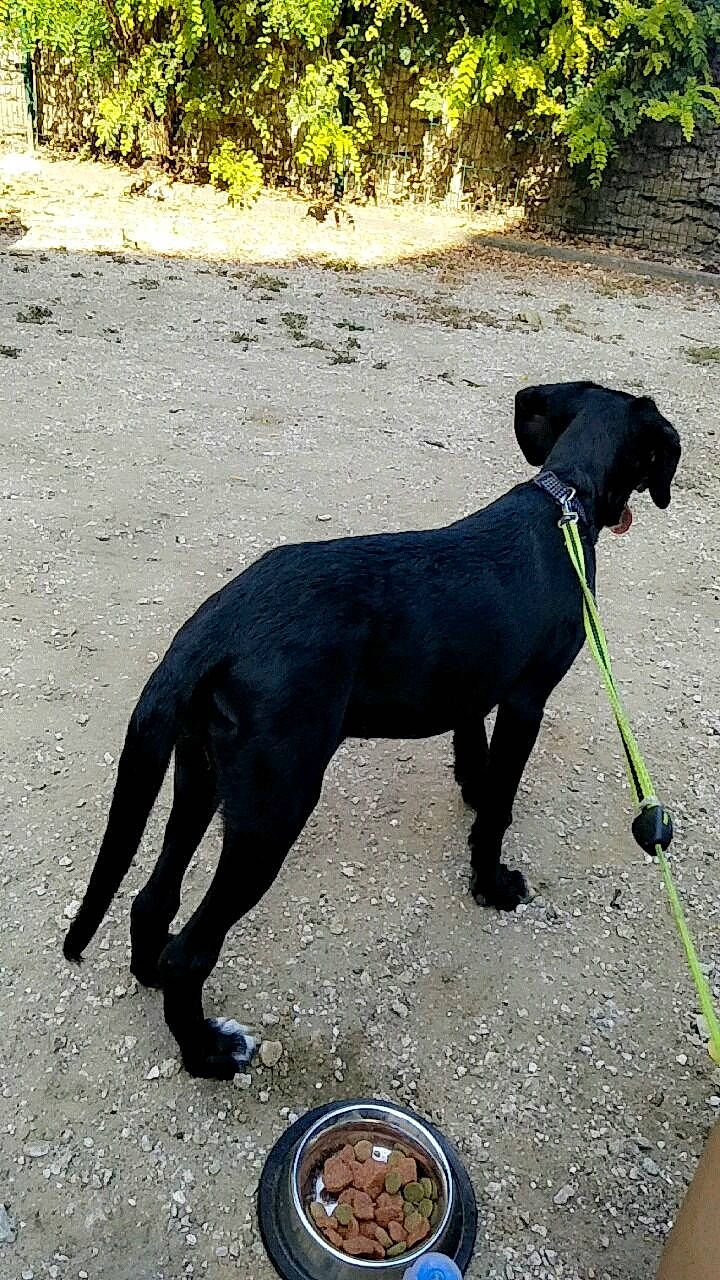 Lichty a rejoint le concours — aidez-le/la à gagner de superbes lots ! borador, canidae, carnivore, dog, dog_breed, dog_walking, flat_coated_retriever, hunting_dog, labrador_retriever, leash, mammal, patterdale_terrier, retriever, sporting_group, tail