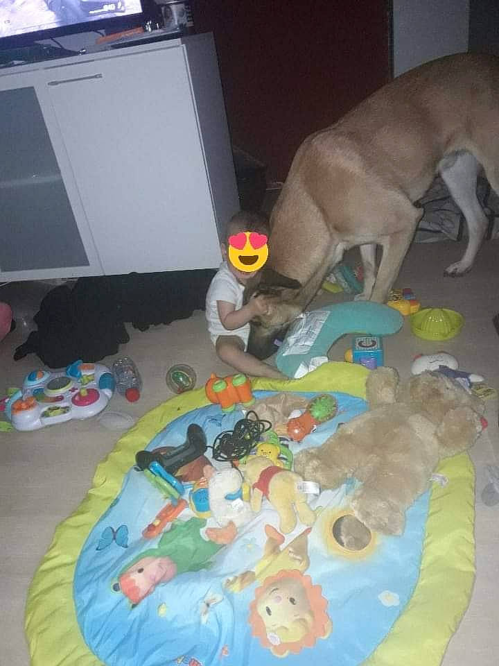 Lucky a rejoint le concours — aidez-le/la à gagner de superbes lots ! canidae, carnivore, companion_dog, dog, dog_breed, fawn, play, rhodesian_ridgeback, sporting_group, weimaraner