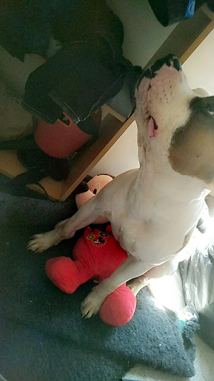 Major a rejoint le concours — aidez-le/la à gagner de superbes lots ! leg, non_sporting_group