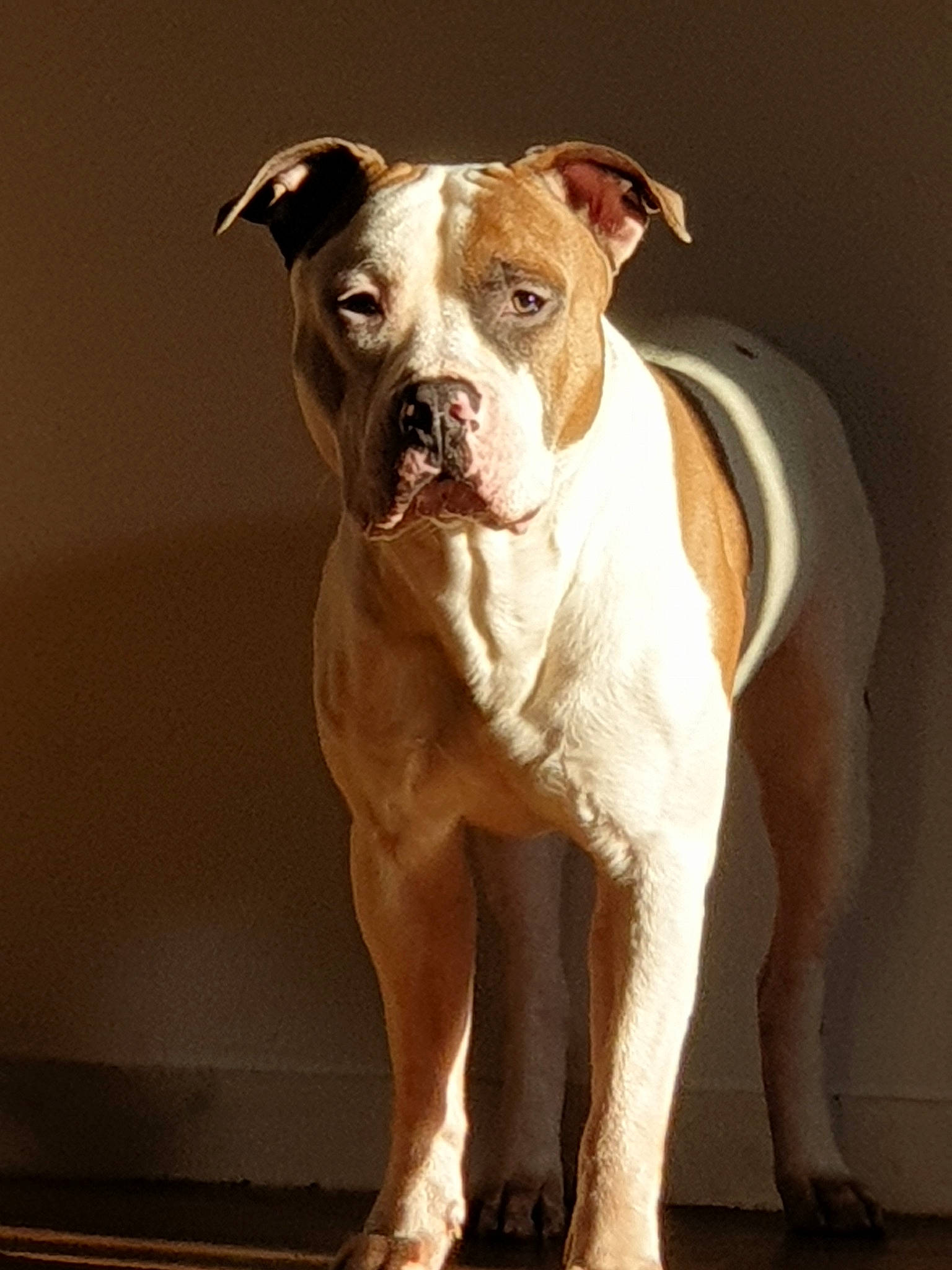 Major participe au concours pour gagner de l'argent avec cette photo : american_bulldog, american_pit_bull_terrier, american_staffordshire_terrier, bulldog, canidae, carnivore, cordoba_fighting_dog, dog, dog_breed, fawn, mammal, non_sporting_group, old_english_bulldog, olde_english_bulldogge, pit_bull, rare_breed_dog, snout, sporting_group, valley_bulldog, vertebrate