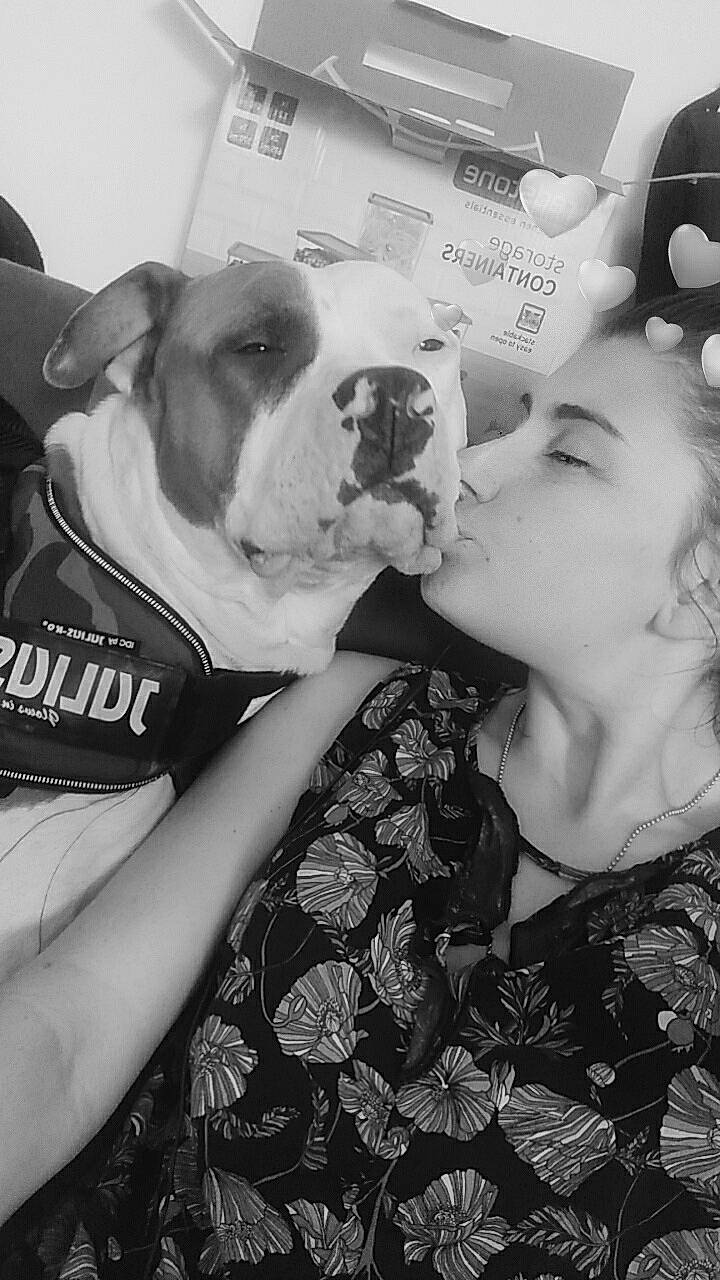 Major participe au concours pour gagner de l'argent avec cette photo : american_bulldog, american_staffordshire_terrier, black_and_white, bulldog, canidae, carnivore, dog, dog_breed, ear, interaction, non_sporting_group, nose, old_english_bulldog, olde_english_bulldogge, photography, pit_bull, puppy_love, skin, snout, white