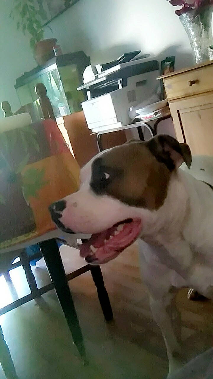 Major a rejoint le concours — aidez-le/la à gagner de superbes lots ! american_bulldog, american_pit_bull_terrier, american_staffordshire_terrier, bull_terrier, canidae, carnivore, dog, dog_breed, ear, fawn, mammal, non_sporting_group, pit_bull, snout