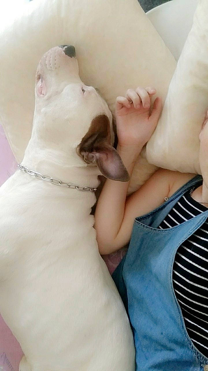 Major participe au concours pour gagner de l'argent avec cette photo : bull_terrier, bull_terrier_miniature, bulldog, canidae, carnivore, companion_dog, dog, dog_breed, dogo_argentino, fawn, foot, french_bulldog, guard_dog, leg, non_sporting_group, puppy, puppy_love, thigh