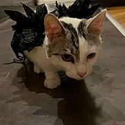 Anatole a rejoint le concours — aidez-le/la à gagner de superbes lots ! cat, pet, animal, indoor, curious, black_accessory, white_and_gray, floor, reflection, shadow, ears, whiskers, close_up, feline, crouching, eyes, cute, domestic, muzzle, fur