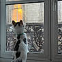 Anatole a rejoint le concours — aidez-le/la à gagner de superbes lots ! cat, cone, window, rain, raindrops, balcony, railing, indoor, white, black_spots, curious, pet, domestic_animal, looking_out, light, reflection, glass, architecture, evening, animal