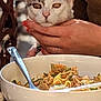 Anatole a rejoint le concours — aidez-le/la à gagner de superbes lots ! cat, animal, pet, hand, person, food, noodles, bowl, table, wood, chair, face, fur, domestic_animal, meal, dining, closeup, orange_nails, white_cat, outdoor
