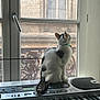 black, building, cat, collar, curious, daylight, electronic, feline, home, indoor, keyboard, keys, looking_out, musical_instrument, pet, sitting, striped, technology, white, window