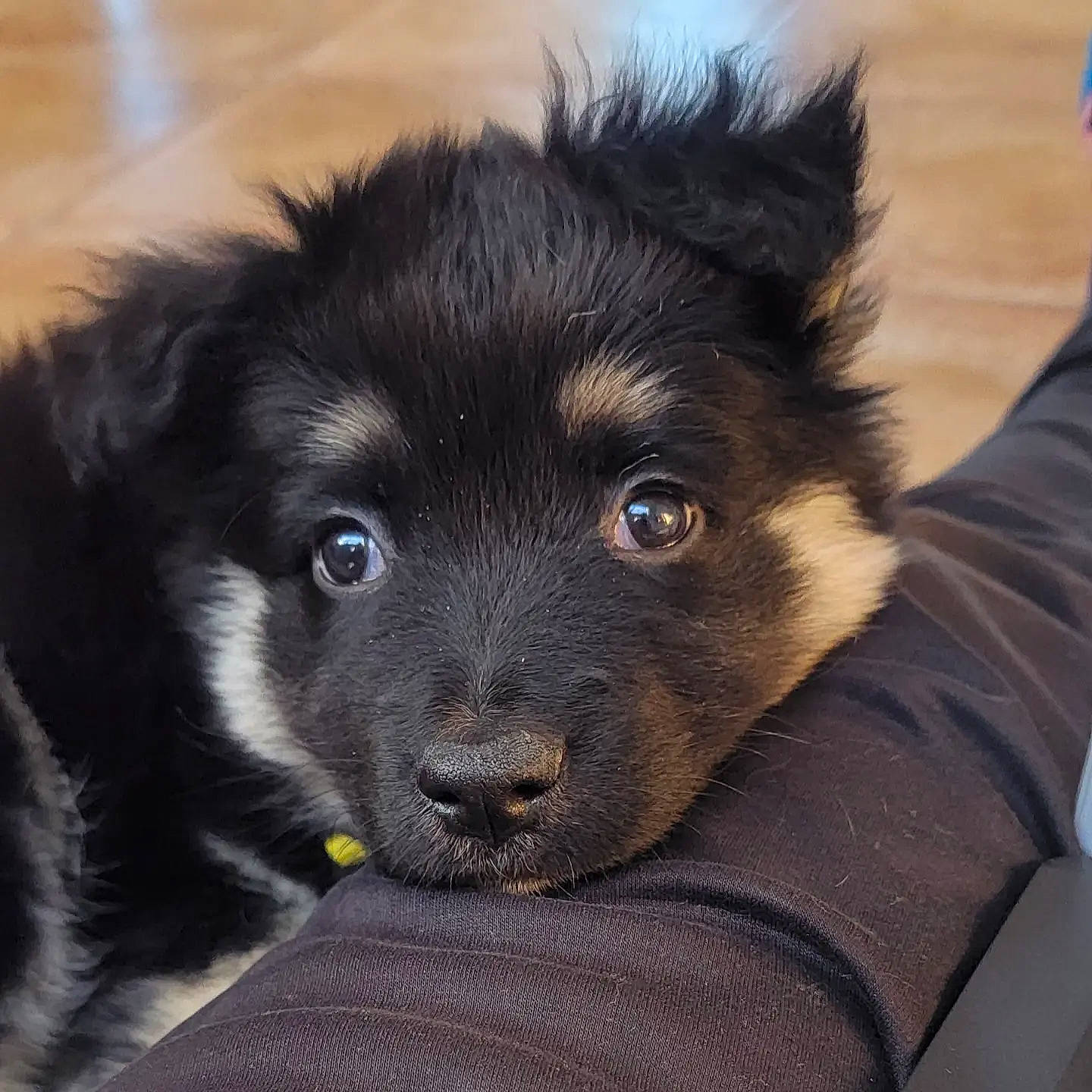 Quest joined the competition — help win amazing prizes! ancient_dog_breeds, borador, canidae, carnivore, companion_dog, dog, dog_breed, fur, non_sporting_group, snout, sporting_group, terrestrial_animal, toy_dog, whiskers, working_animal, working_dog