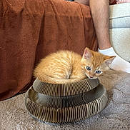 Kaito participe au concours pour gagner de l'argent avec cette photo : kitten, cat, orange_cat, cardboard_bed, pet, indoor, cozy, furniture, blanket, carpet, person, legs, socks, couch, curious, fur, animal, resting, small_pet, cute