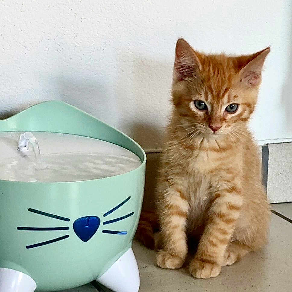 Kaito a rejoint le concours — aidez-le/la à gagner de superbes lots ! kitten, cat, orange_tabby, pet, indoor, water_fountain, floor, tile, animal, young_cat, cute, small, fur, whiskers, ears, sitting, curious, domestic_cat, household, companion