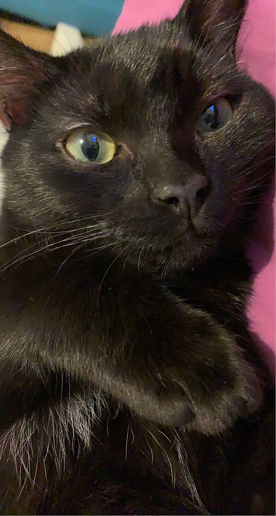 Yato participe au concours pour gagner de l'argent avec cette photo : black_cat, carnivore, cat, domestic_short_haired_cat, ear, electric_blue, felidae, fur, havana_brown, small_to_medium_sized_cats, snout, terrestrial_animal, whiskers