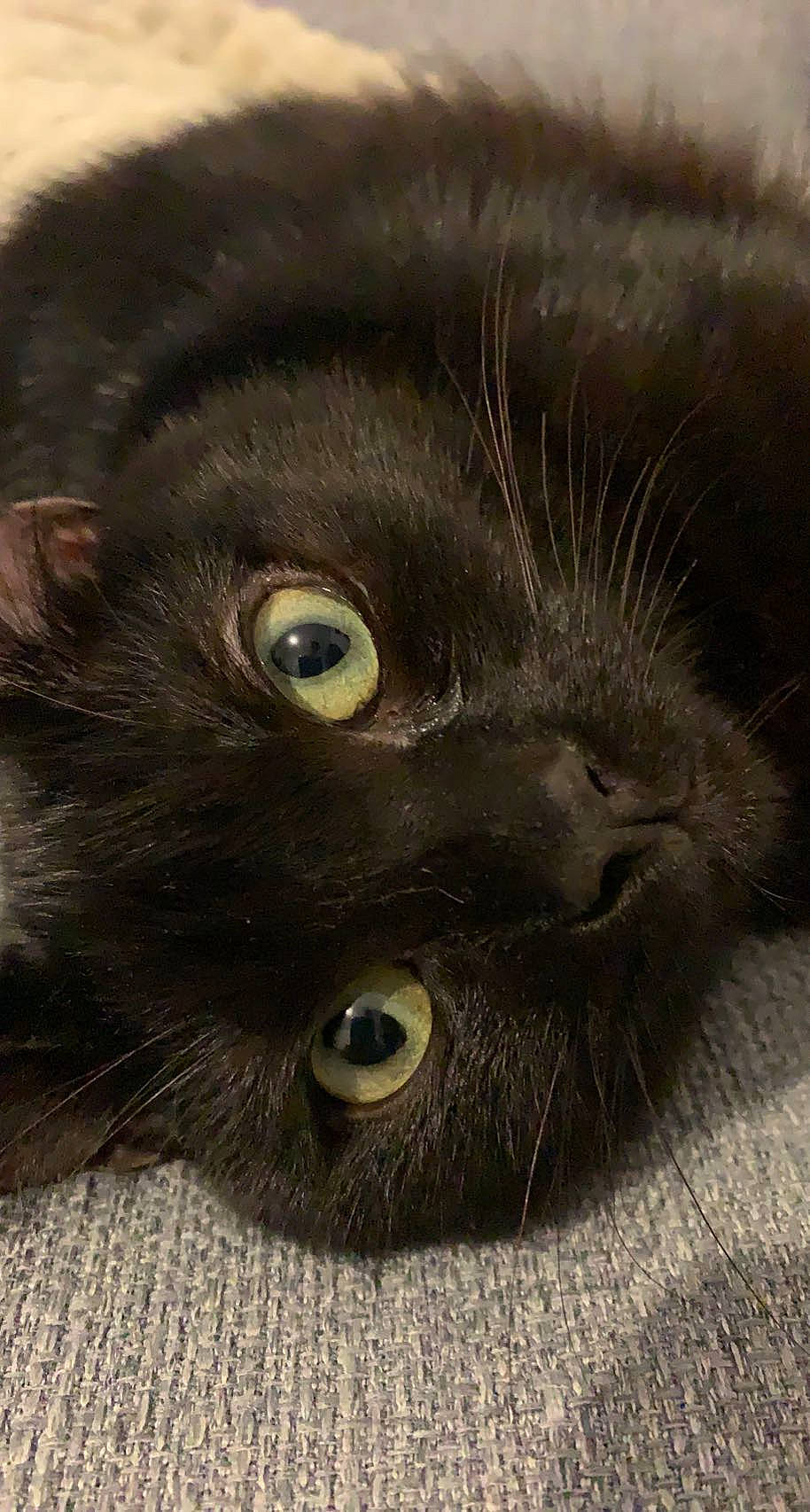 Yato participe au concours pour gagner de l'argent avec cette photo : black_cat, bombay, carnivore, cat, domestic_short_haired_cat, felidae, fur, small_to_medium_sized_cats, snout, terrestrial_animal, whiskers