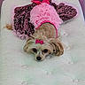 Coco joined the competition — help win amazing prizes! dog, yorkshire_terrier, small_dog, pet, animal, pink_outfit, leopard_print, ruffles, bow, hair_bow, long_hair, brown_fur, black_nose, lying_down, mattress, bedroom, indoor, portrait, cute, fashionable
